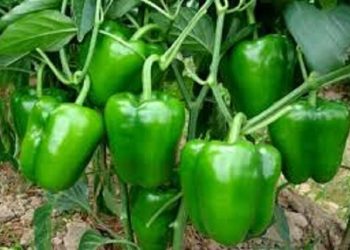 آغاز طرح افزایش تنوع در کشت محصولات سبزی و صیفی دهلران