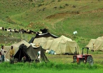 جامعه عشایر ۲۵ درصد گوشت قرمز مورد را تامین می‌کند