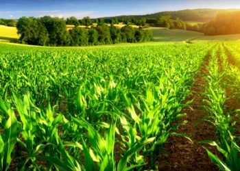 کشت فراسرزمینی میانبری برای حفظ منابع آبی