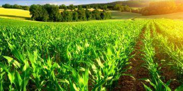 کشت فراسرزمینی میانبری برای حفظ منابع آبی