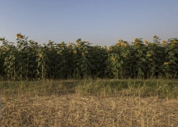 هشدار نسبت به افزایش خسارت پرندگان و ابلاغ دستور اقدام فوری در مزارع