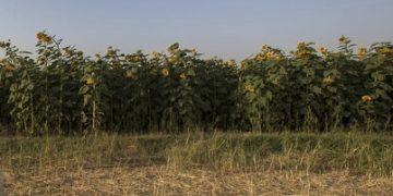 هشدار نسبت به افزایش خسارت پرندگان و ابلاغ دستور اقدام فوری در مزارع