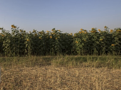 هشدار نسبت به افزایش خسارت پرندگان و ابلاغ دستور اقدام فوری در مزارع