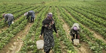 تحقق ۲ درصدی بهره وری آب و خاک/ آبیاری نوین فقط ۳.۲ میلیون هکتار