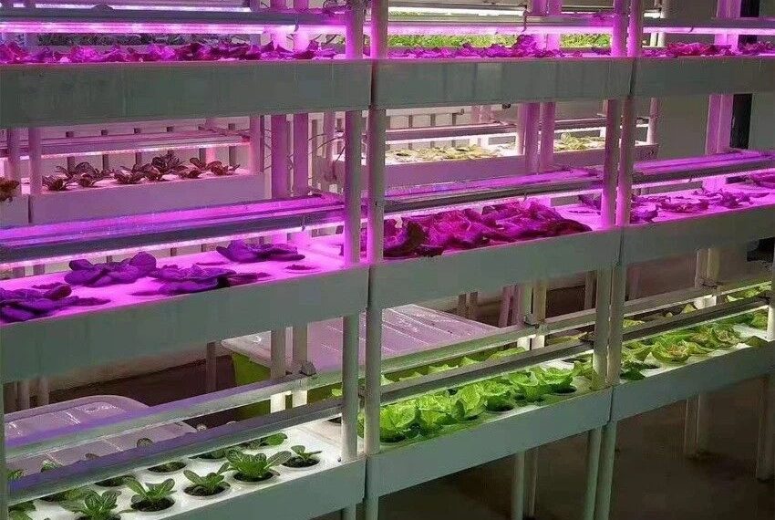 بهینه‌سازی ریز ازدیادی گیاهان با استفاده از نورهای LED در ایران