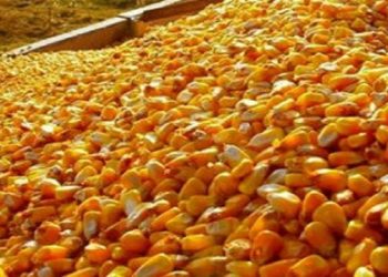 ایران از ۱۵ کشور ذرت دامی می خرد/ امارات و ترکیه صدرنشین صادرات ذرت به ایران