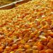 ایران از ۱۵ کشور ذرت دامی می خرد/ امارات و ترکیه صدرنشین صادرات ذرت به ایران