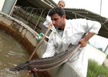 ظرفیت بینظیر پاییندست سد سیمره برای پرورش ماهیان خاویاری در لرستان