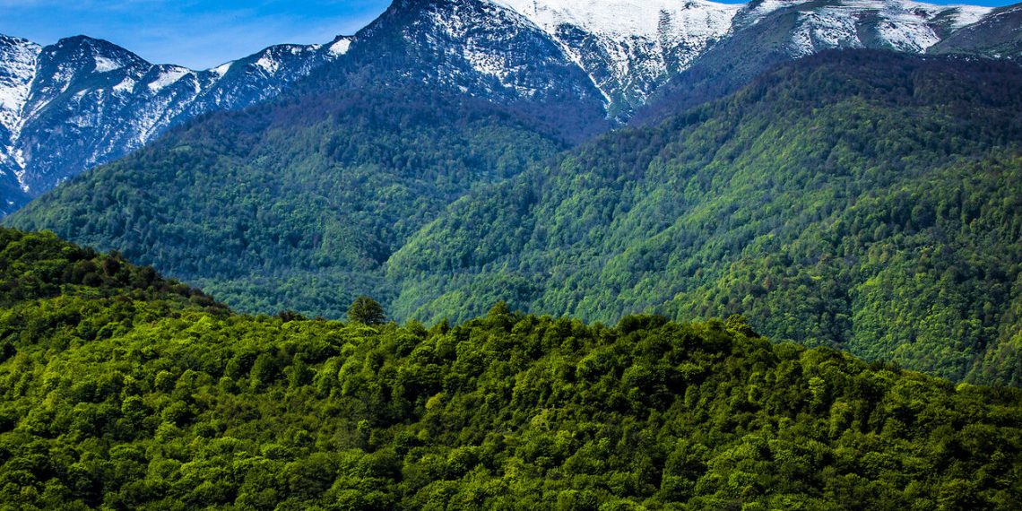 کمیسیون کشاورزی: ۱۰ هکتار از پوشش گیاهی جنگل‌های هیرکانی سوخته و تخریب شده است