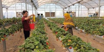 هشدار جدی به گلخانه‌داران آذربایجان‌غربی هم‌زمان با کاهش دما