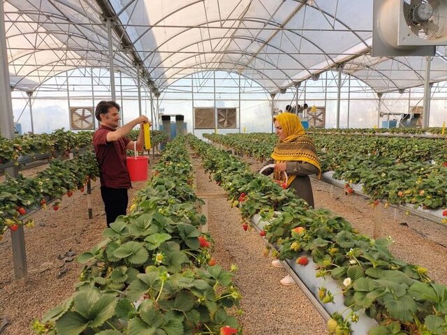 هشدار جدی به گلخانهداران آذربایجانغربی همزمان با کاهش دما