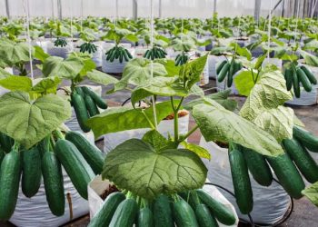 آغاز برداشت نخستین محصول خیار گلخانه‌ای در «دشت‌عباس»