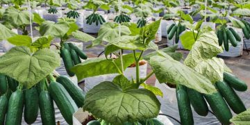 آغاز برداشت نخستین محصول خیار گلخانه‌ای در «دشت‌عباس»