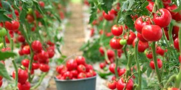 آغاز برداشت گوجه‌فرنگی از ۳۰۰ هکتار مزارع بستک