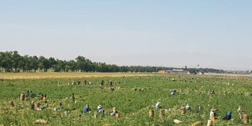 برداشت ۲۵۰ تُن نخود سبز از مزارع شهرستان سرباز