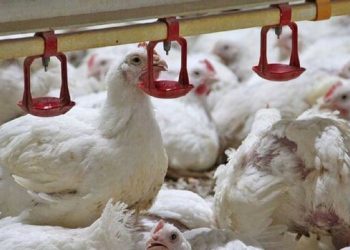 استمرار تولید گوشت مرغ در لرستان با رشد جوجه‌ریزی