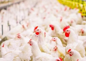تولید سالیانه بیش از ۱۳ هزار تن گوشت مرغ در بهار