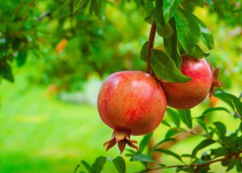 ثبت ۱۰ رقم تجاری انار برای افزایش بهره‌وری باغات