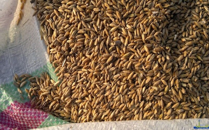 «تریتیکاله» جایگزین نهادههای وارداتی/ آیا هورموندرمانی مرغها واقعیت دارد؟