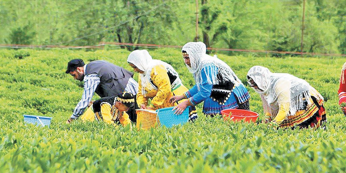 پایان پرونده چای سنواتی در کشور