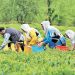 پایان پرونده چای سنواتی در کشور