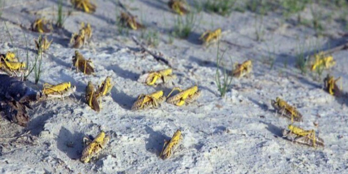 احتمال ورود ملخ صحرایی به کشور در اواخر زمستان