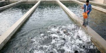 برداشت ماهیان گرمابی در مزارع پرورشی خوزستان آغاز شد