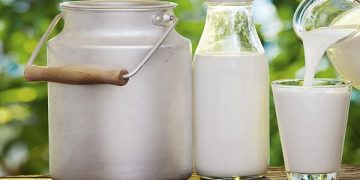 دولت باید برای شیرهای تولیدی فکر عاجل کند