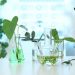 تدوین «نقشه راه جامع مشترک غذا و گیاهان دارویی» در دستور کار دو ستاد معاونت علمی