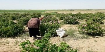 اجرای طرح پایلوت کشت گیاهان دارویی سازگار با کم‌آبی در هامون