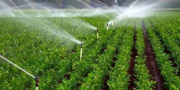 کشت دانه‌های روغنی کلزا در ۳۰۰۰ هکتار از اراضی کشاورزی آذربایجان شرقی