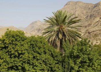 بیش از ۳۰ هزار هکتار از اراضی هرمزگان زیر کشت محصولات گرمسیری است