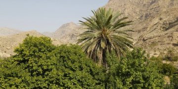 بیش از ۳۰ هزار هکتار از اراضی هرمزگان زیر کشت محصولات گرمسیری است