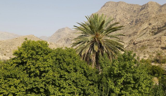 بیش از ۳۰ هزار هکتار از اراضی هرمزگان زیر کشت محصولات گرمسیری است