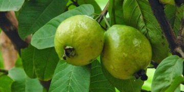 آغاز برداشت بیش از ۲۰۰۰ تن گواوا در راسک