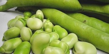 کشت ۴۰۰۰ هکتاری باقلای سبز در مزارع گیلان