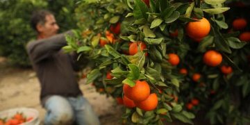 تولید ۴۷ هزار تُن مرکبات در سوادکوه شمالی