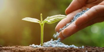 توزیع بیش از ۴۲هزار تن کود یارانه‌ای بین کشت و صنعت‌های خوزستان