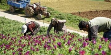 تمام اراضی کشاورزی کهگیلویه و بویراحمد زیر کشت پاییزه رفته است