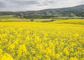 تقاضا برای خرید روغن با پرداخت کالابرگ تغییری نداشته است