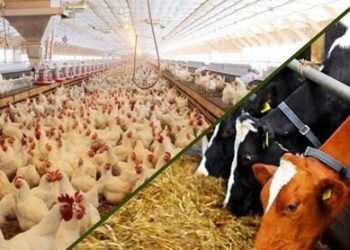 سرمایه در گردش مورد نیاز مرغداران و دامداران بعداز حذف ارز ترجیحی تامین شد؟