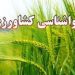 دامداران نسبت به محافظت از دامها در برابر سرما اقدام کنند