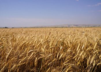 اختصاص بیش از ۸۰۰۰ هکتار از اراضی دلگان به کشت محصول راهبردی گندم