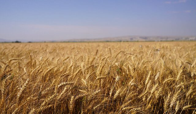 اختصاص بیش از ۸۰۰۰ هکتار از اراضی دلگان به کشت محصول راهبردی گندم