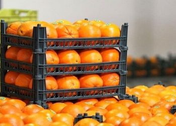 تأمین ۴۵۰ تُن میوه شب عید در همدان