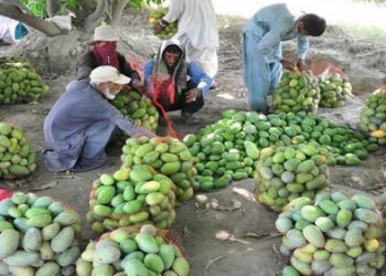 برگزاری «روز مزرعه میوه‌های گرمسیری» در دشتیاری چابهار