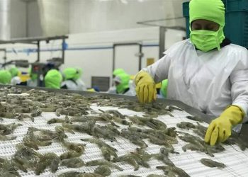 اصلاح نژاد و بانک ژن اولویت حوزه شیلات کشور