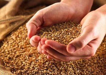 شرکت‌های بذری ایلام قابلیت تولید گندم گواهی شده در کشور را دارند