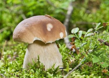 چگونه قارچ‌های خودرو و غذاهای کپک‌زده سلامت انسان را تهدید می‌کند؟