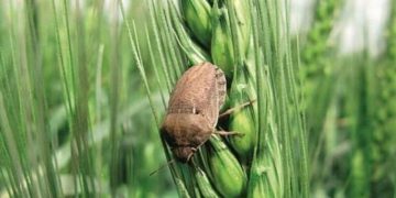 آغاز اجرای طرح مقابله با سن غلات در اراضی کشاورزی فارس